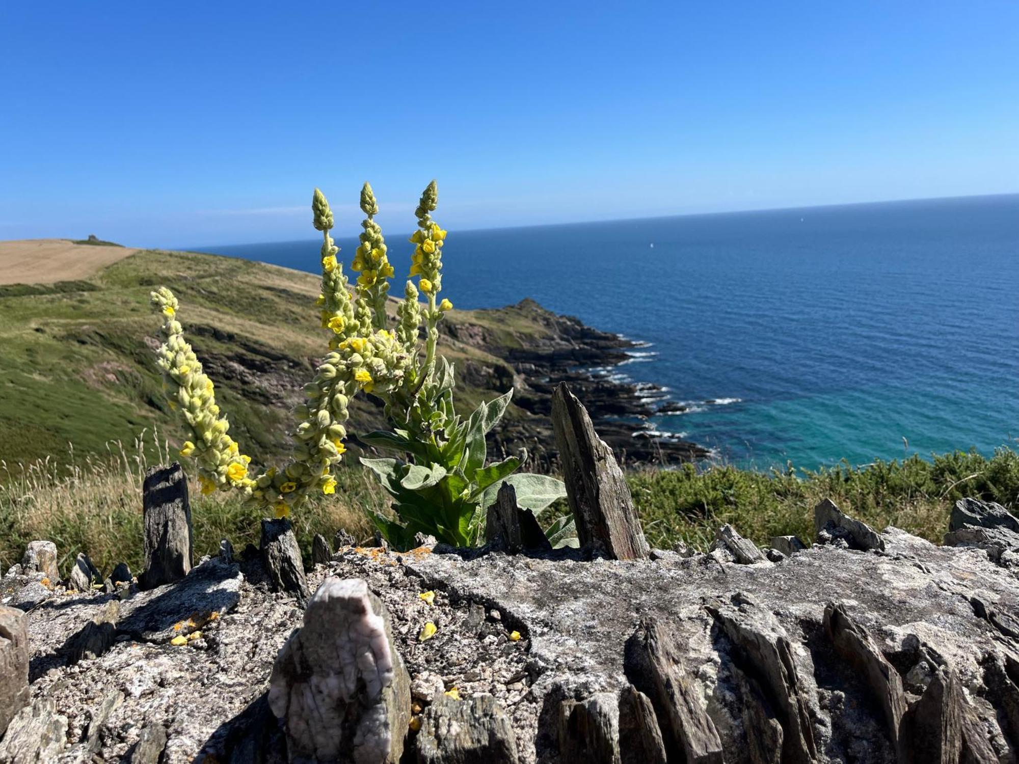 Pilchards Cottage Noss Mayo Ngoại thất bức ảnh